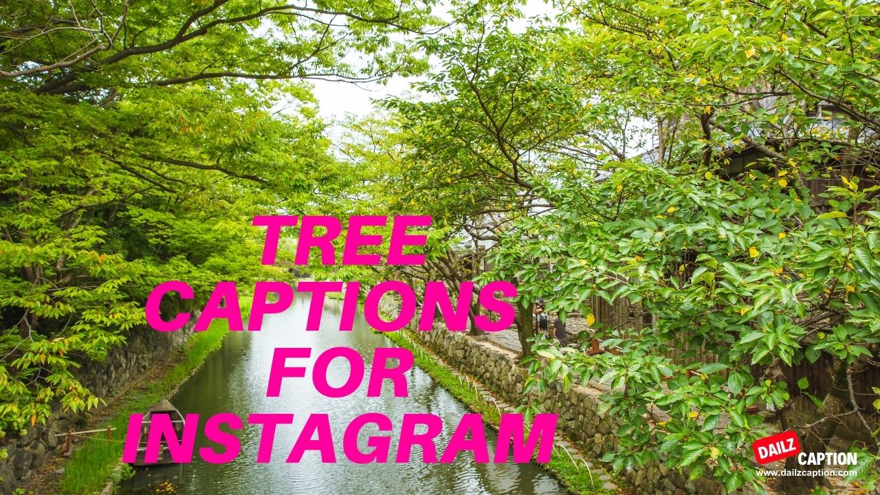 Tree Captions and Quotes for Instagram Dailz Caption
