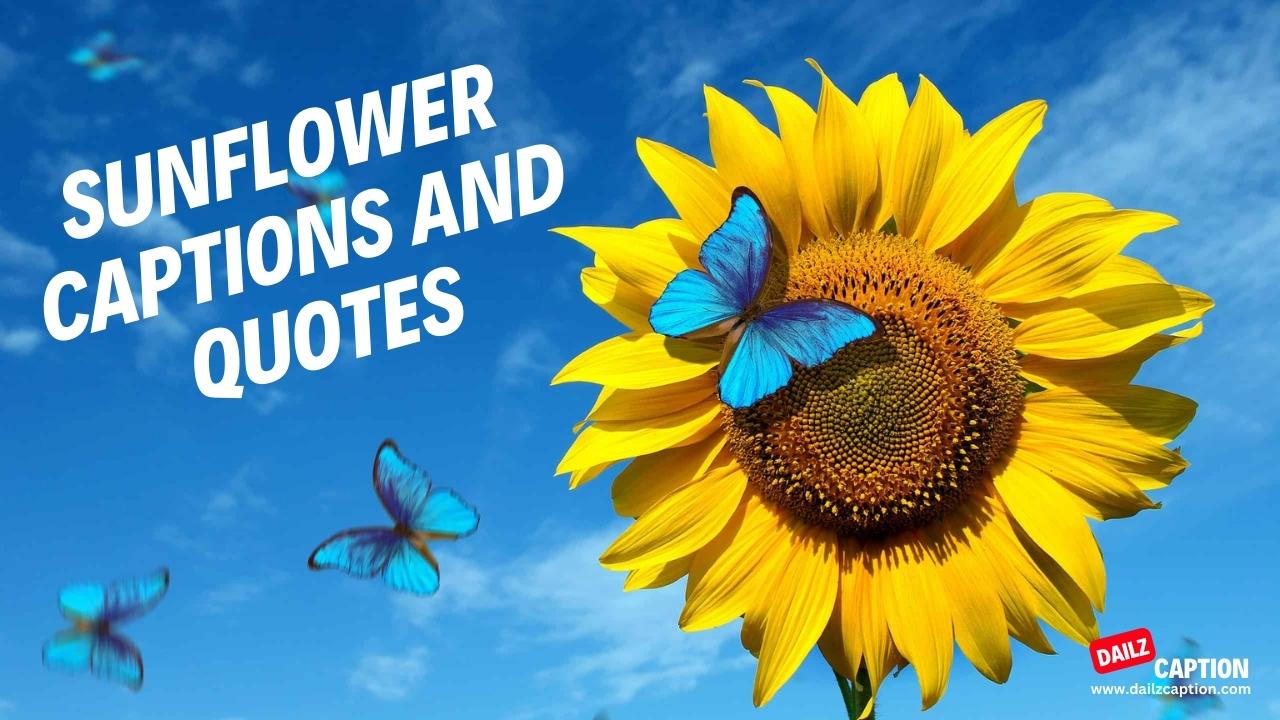 250+ Sunflower Captions and Quotes for Instagram