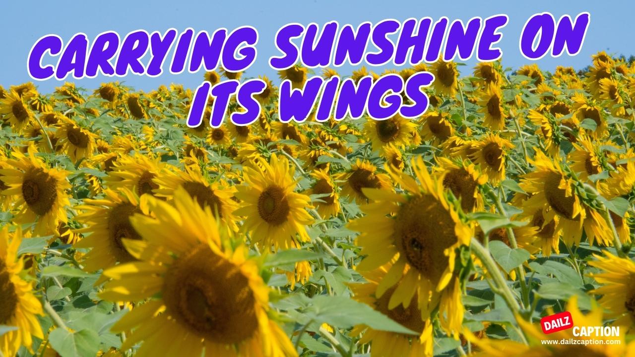 Funny Sunflower Captions