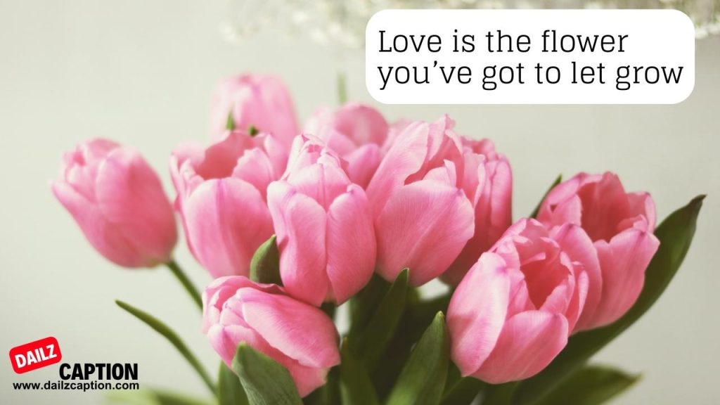 427 Beautiful Tulip Captions And Quotes For Instagram Dailz Caption