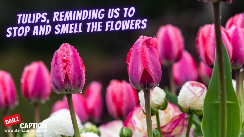 427 Beautiful Tulip Captions And Quotes For Instagram Dailz Caption