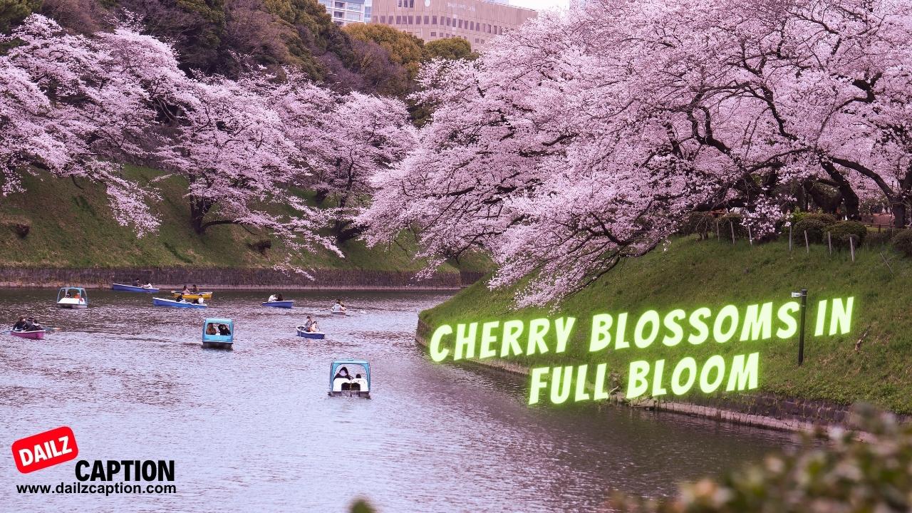 Cherry Blossom Captions For Instagram