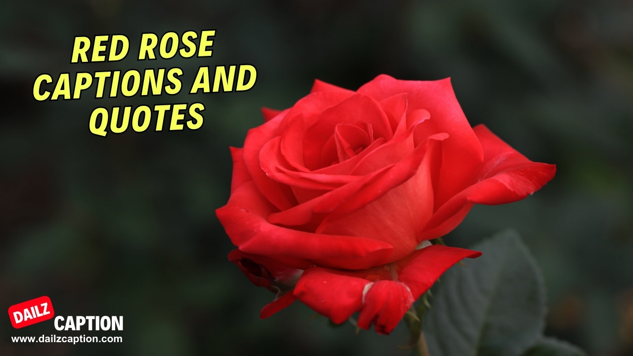 464 Red Rose Captions And Quotes For Instagram