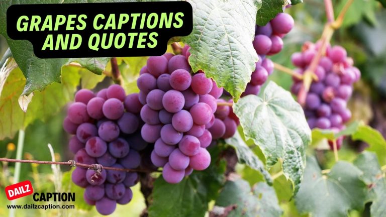 559 Grapes Captions For Instagram With Quotes