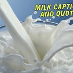 201+ Perfect Milk Captions And Quotes For Instagram