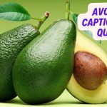 258 Avocado Captions And Quotes For Instagram