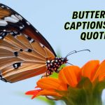 414 Butterfly Captions For Instagram Best Butterfly Quotes