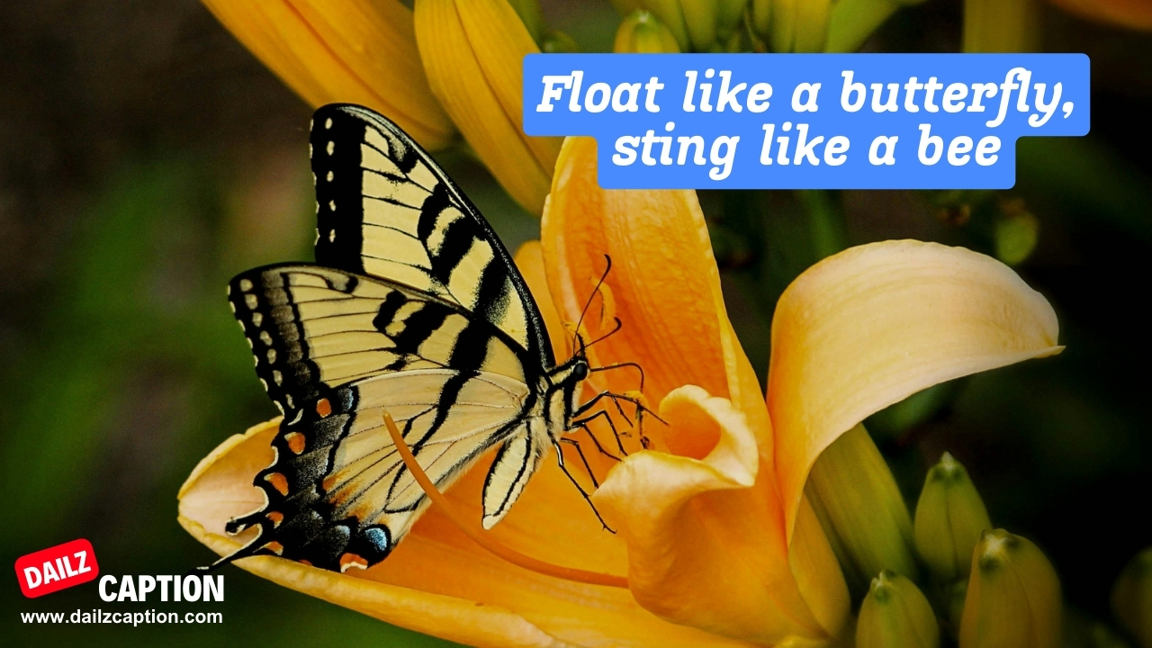 Butterfly Quotes For Instagram