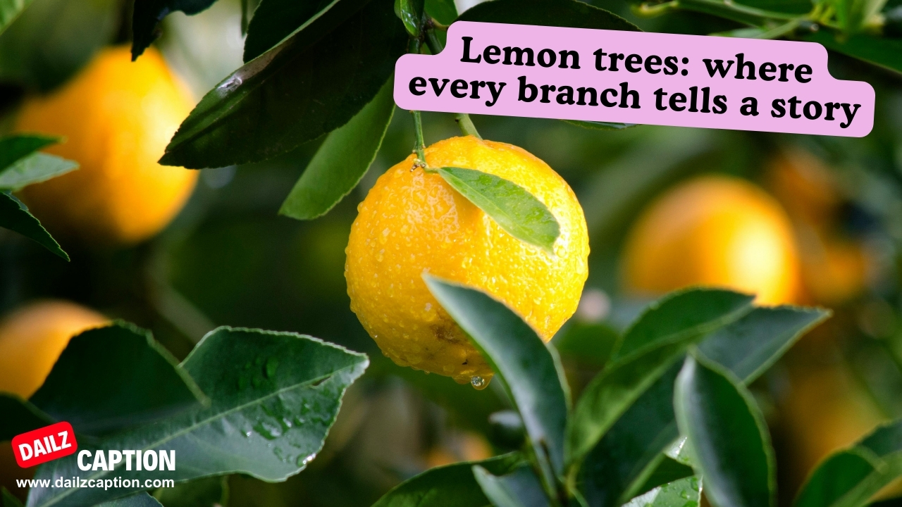 Lemon Tree Captions