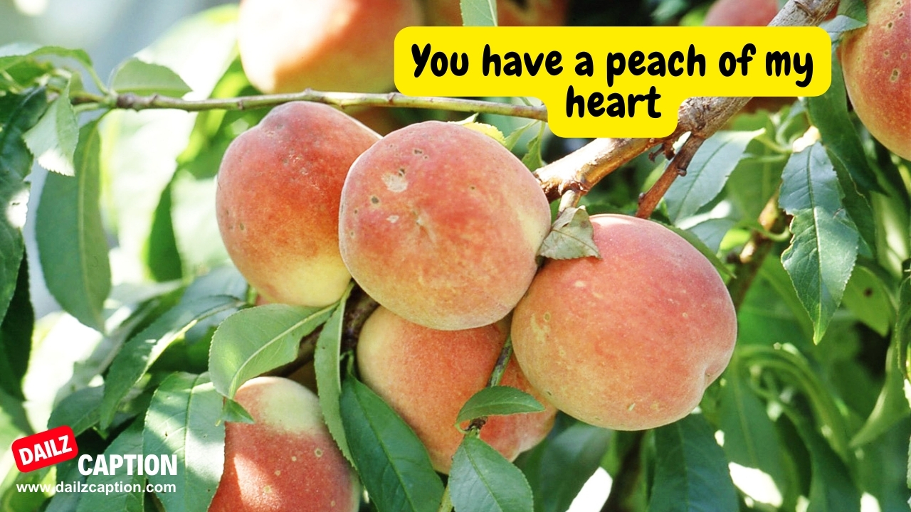 Peach Summer Quotes For Instagram 