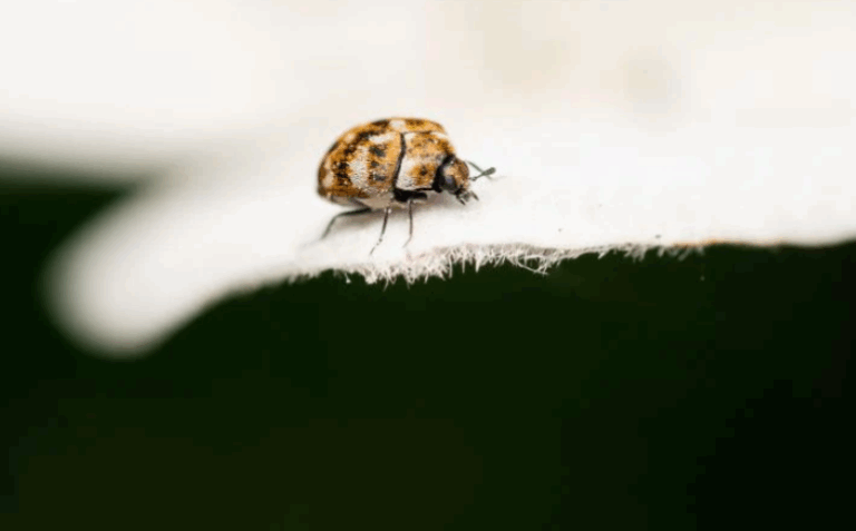 Sunlight Exposure Kill Carpet Beetles