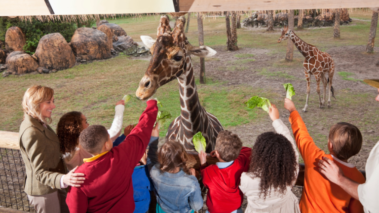 Remember When Visiting A Zoo