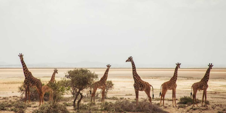 Kenya Tourism in 2026: What First-Time Indian Travellers Need to Know