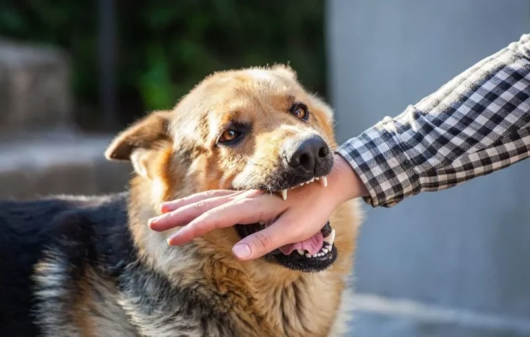 What Victims Should Know About Filing a Dog Bite Claim in Dallas, TX